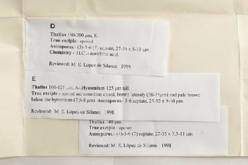 Phaeographis smithii (Leight) de Lesdaine - BM000006367_b