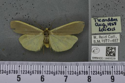 Eilema complana (Linnaeus, 1758) - BMNHE_1665029_288680