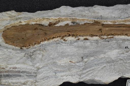 Plataleorhynchus streptophorodon Howse & Milner, 1995 - NHMUK PV R 11957 - lateral