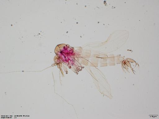 Lutzomyia aulari species group Verrucarum Feliciangeli et al., 1984 - Lutzomyia_aulari-BMNH(E)1722088_HT-male_body-2x.tif