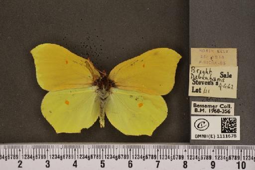 Gonepteryx rhamni rhamni Linnaeus, 1758 - BMNHE_1111678_65295