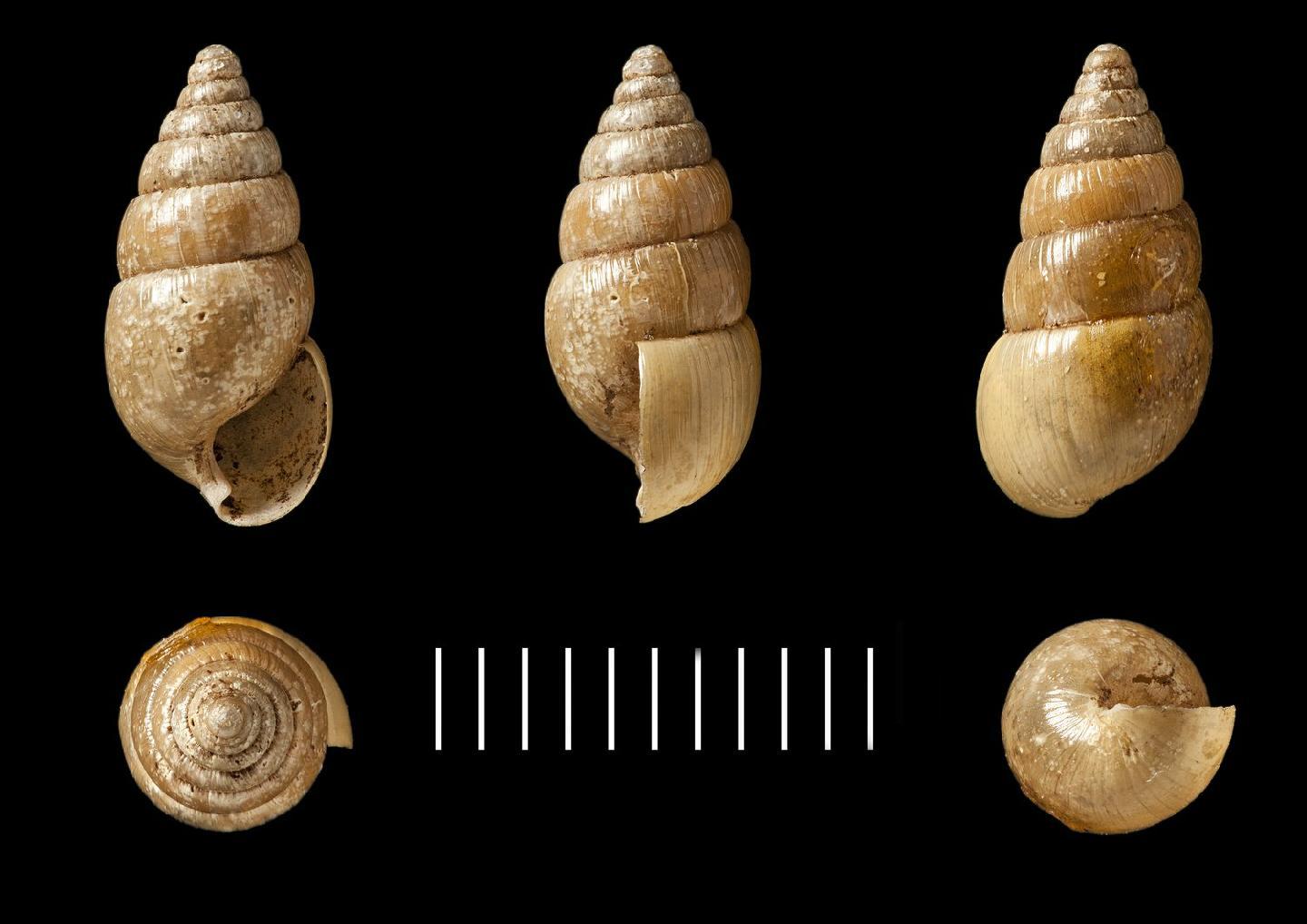 To NHMUK collection (Achatina orobia Benson, 1860; SYNTYPE(S); NHMUK:ecatalogue:2437318)