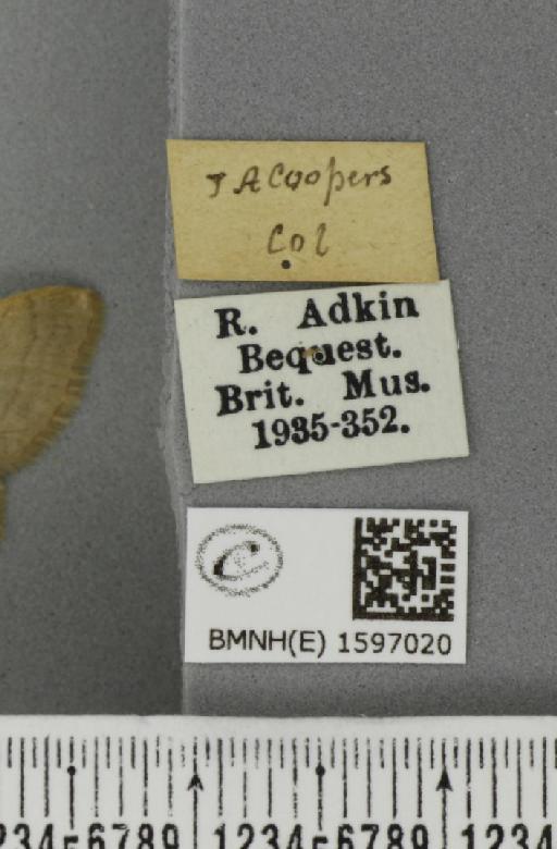Idaea straminata ab. rufescens Cockayne, 1952 - BMNHE_1597020_label_299023