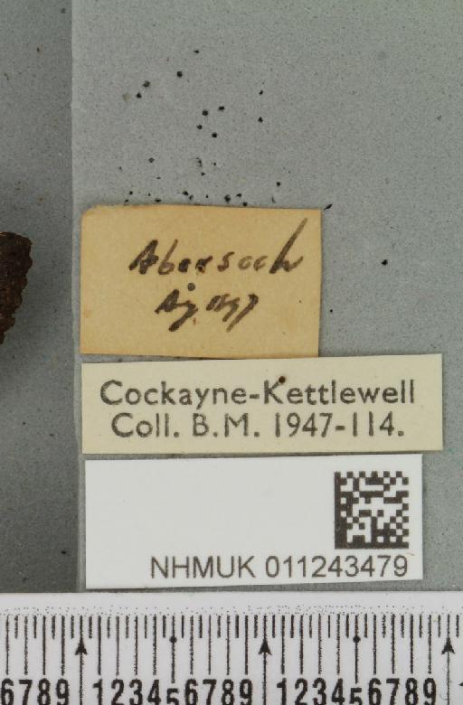 Aporophyla nigra (Haworth, 1809) - NHMUK_011243479_label_644603