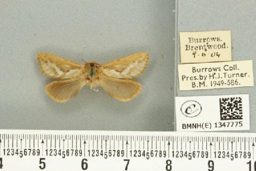 Korscheltellus lupulina ab. senex Pfitzner, 1912 - BMNHE_1347775_186327
