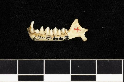 Hipposideros diadema natunensis Chasen, 1940 - 1947_1431-Hipposideros_diadema_natunensis-Type-Skull-mandible-lateral