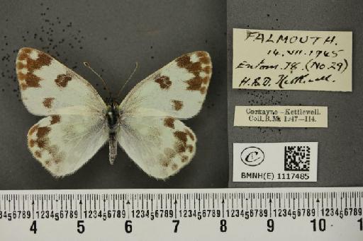 Pontia daplidice (Linnaeus, 1758) - BMNHE_1117485_68927