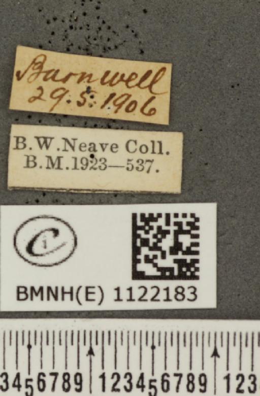 Pyrgus malvae (Linnaeus, 1758) - BMNHE_1122183_label_77011