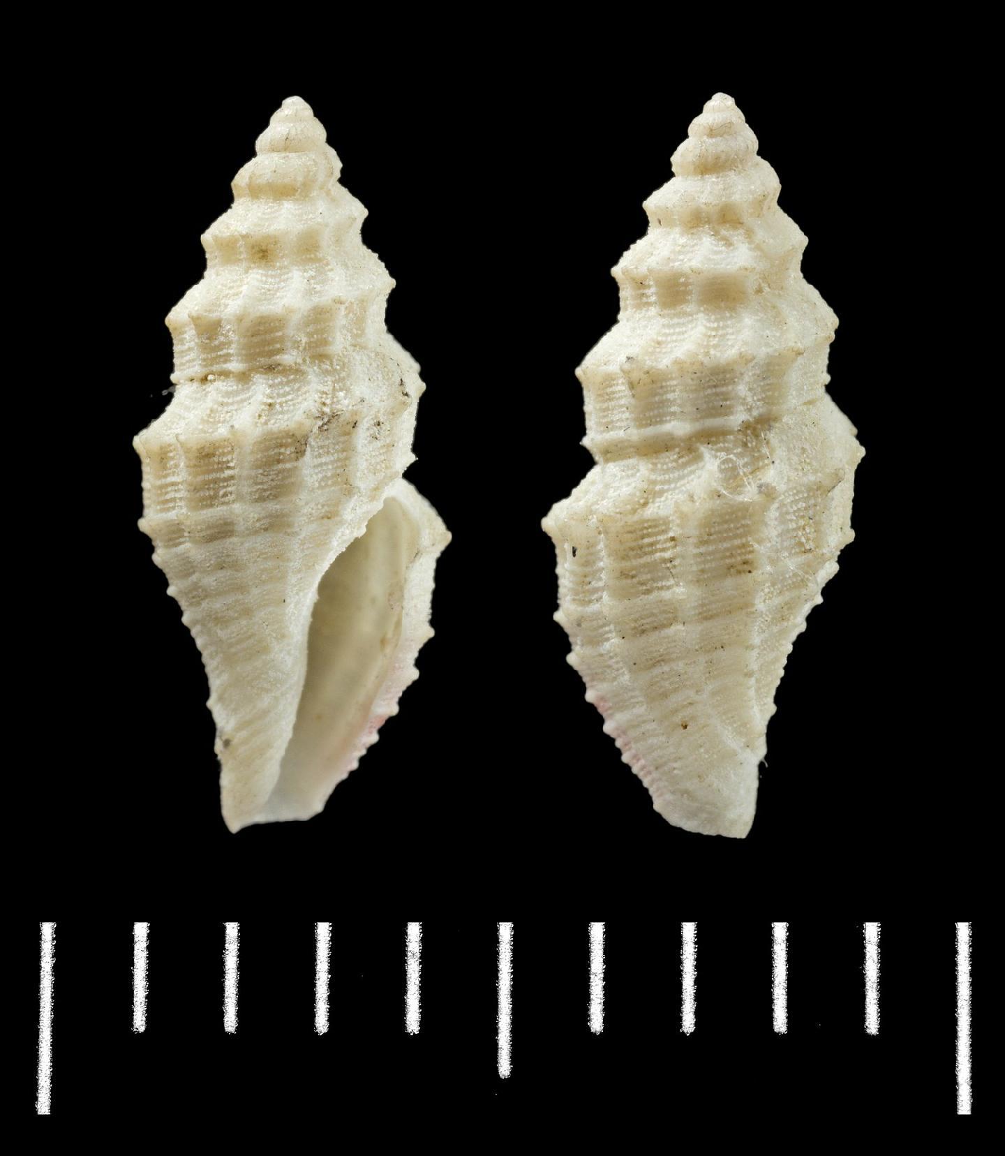 To NHMUK collection (Pleurotoma (Mangelia) corallina Watson, 1881; SYNTYPE; NHMUK:ecatalogue:3500452)