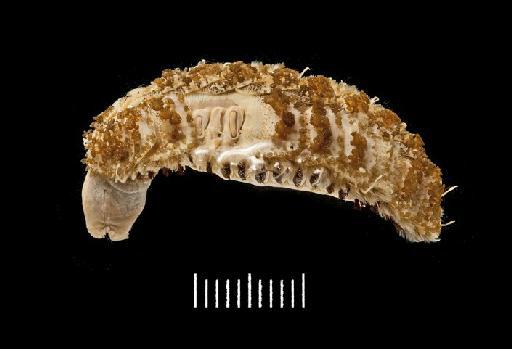 Euphione elisabethae McIntosh, 1885 - Polychaete type specimen 1921.5.1.4581  dorsal