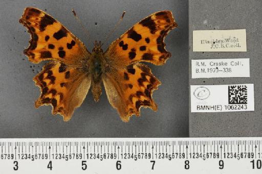 Polygonia c-album (Linnaeus, 1758) - BMNHE_1062243_23094