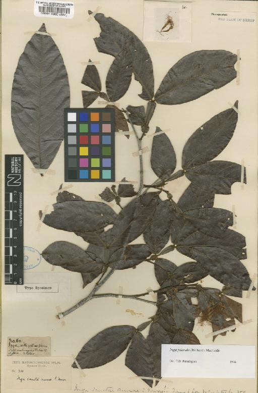 Inga pilosula (Rich.) Macbride - BM000541060