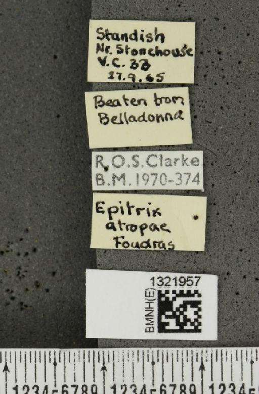 Epitrix atropae Foudras, 1861 - BMNHE_1321957_label_11785