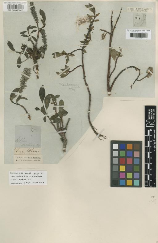 Salix arctica Pall. - BM000003242