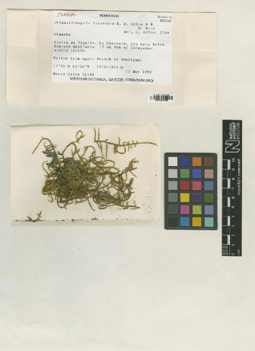 Orthostichopsis fornicata B.H.Allen & W.R.Buck - BM000987268