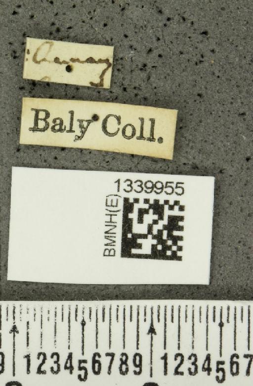 Aristobrotica angulicollis (Erichson, 1848) - BMNHE_1339955_label_23216