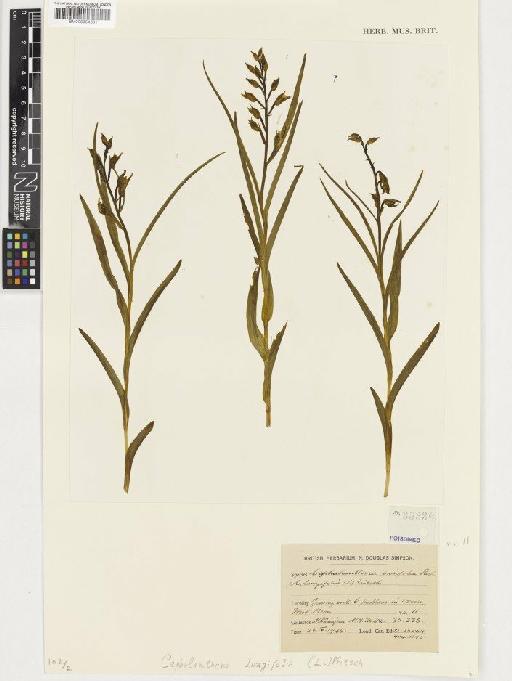 Cephalanthera longifolia (L.) Fritsch - BM000954661