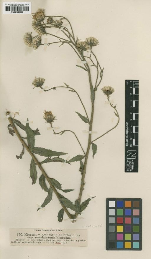 Hieracium pseudobupleuroides Nägeli & Peter - BM001050660