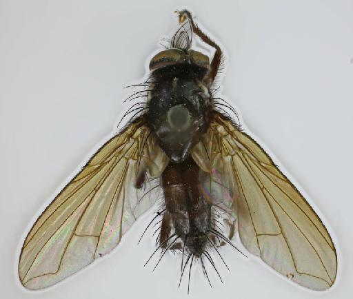 Ebenia trichopoda (van der Wulp, 1891) - Ebenia trichopoda LT dorsal