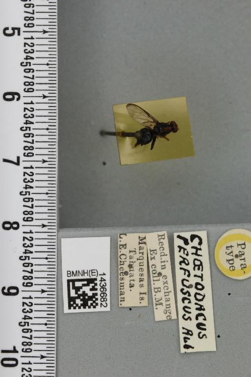 Bactrocera (Bactrocera) perfusca (Aubertin, 1929) - BMNHE_1436682_30784