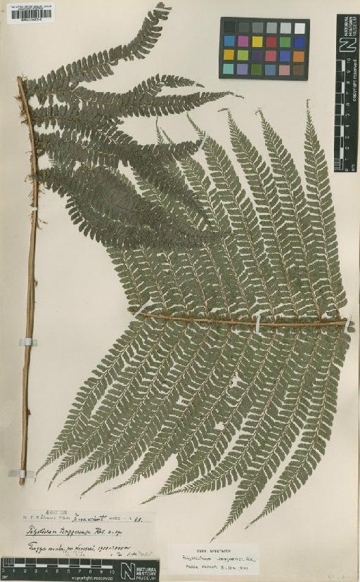 Polystichum tacticopterum (Kunze) T.Moore - BM001048746