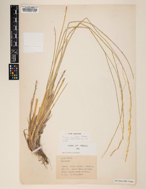 Elymus erosiglumis Melderis - 000013955