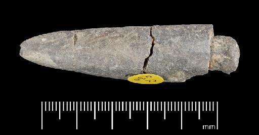 Acrocoelites (Odontobelus) levidensis (Simpson) - PI CC  930 - belemnite