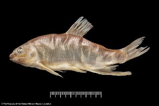 Opsariichthys acanthogenys Boulenger, 1901 - BMNH 1901.3.6.10-15, SYNTYPES, Opsariichthys acanthogenys_f