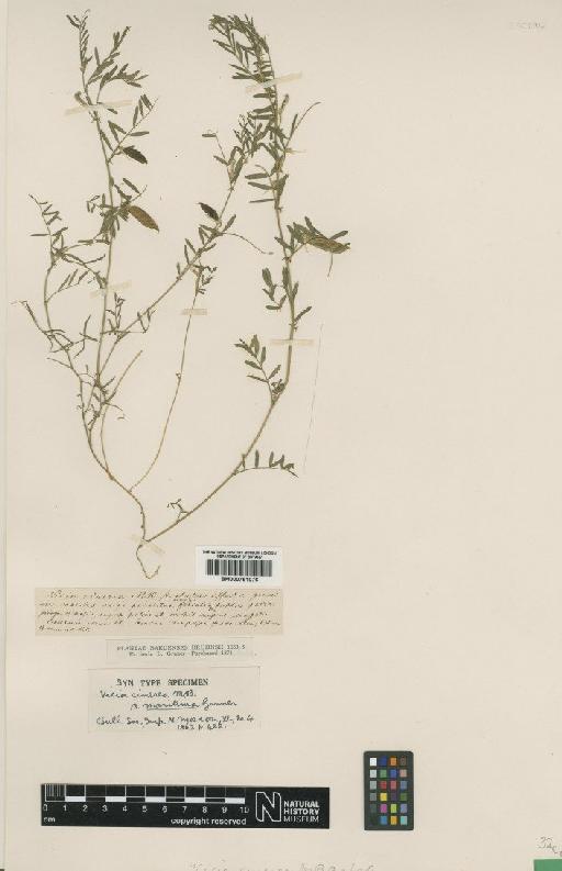 Vicia monantha Retz. - BM000751076