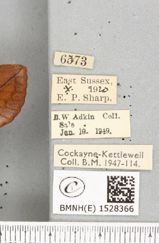 Euthrix potatoria ab. extrema Tutt, 1902 - BMNHE_1528366_label_196886