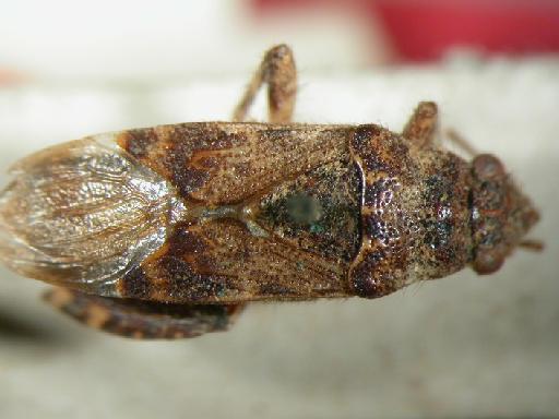 Dinomachus sikhimensis Distant, 1904 - Hemiptera: Dinomachus sikkhimensis