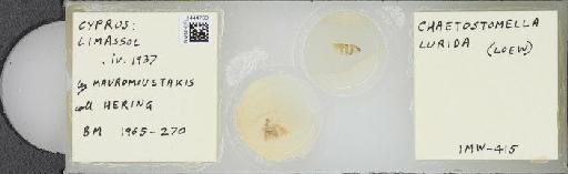 Chaetostomella cylindrica (Robineau-Desvoidy, 1830) - BMNHE_1444763_58681