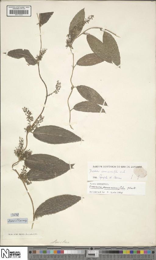 Dioscorea cinnamomifolia Hook.f. - BM001190463