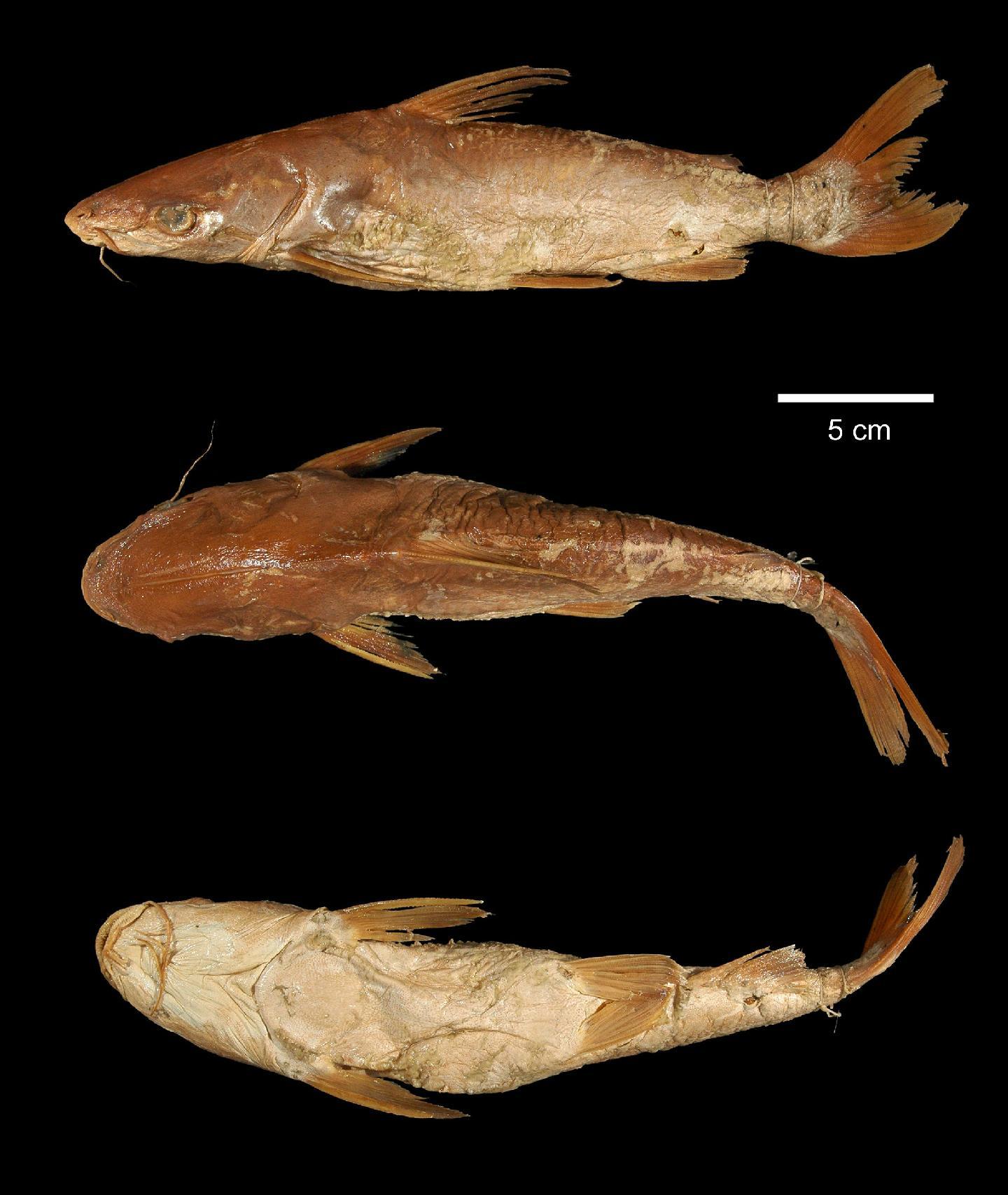 To NHMUK collection (Arius layardi Günther, 1866; HOLOTYPE; NHMUK:ecatalogue:2599248)