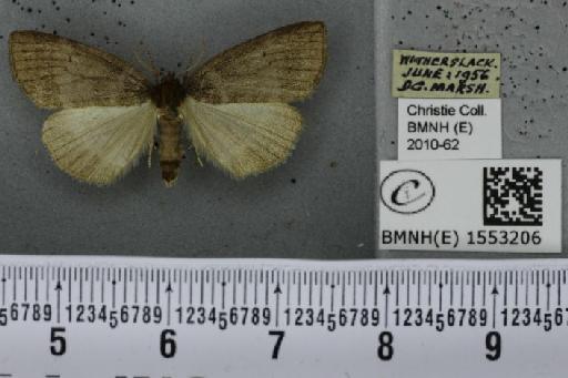 Ochropacha duplaris (Linnaeus, 1761) - BMNHE_1553206_237548