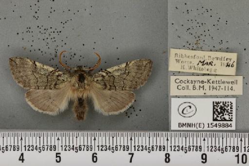 Achlya flavicornis galbanus Tutt, 1891 - BMNHE_1549884_239141