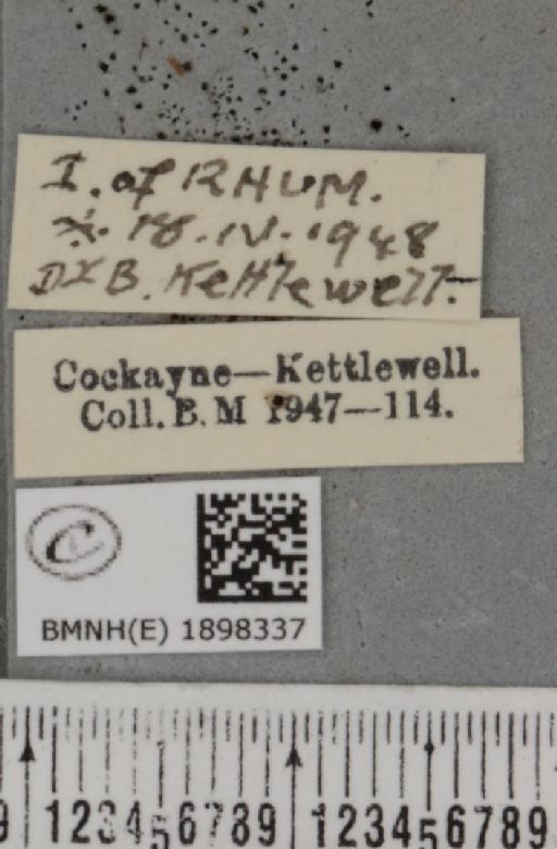 Lycia zonaria atlantica (Harrison, 1938) - BMNHE_1898337_label_491209