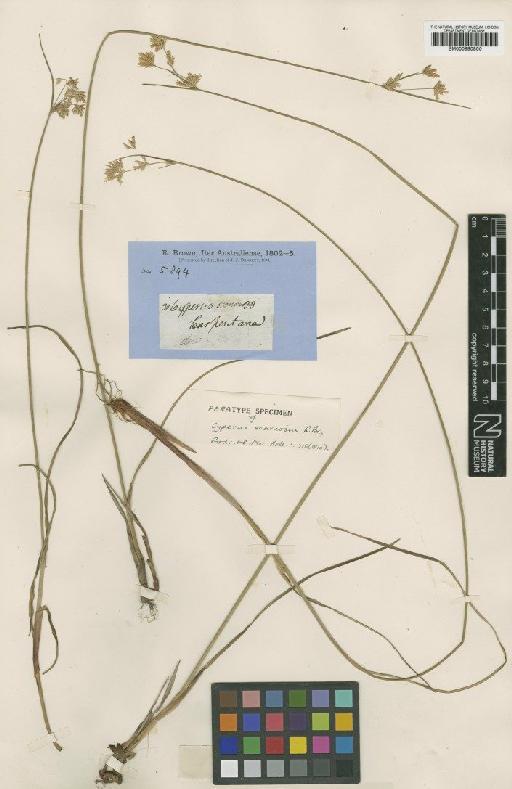 Cyperus corymbosus var. scariosus (R.Br.) Kük. - BM000990800