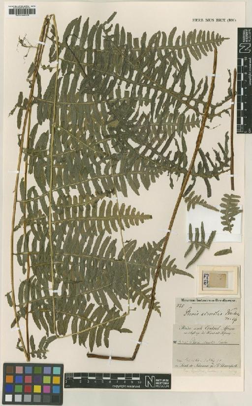 Pteris similis Kuhn - BM001048336