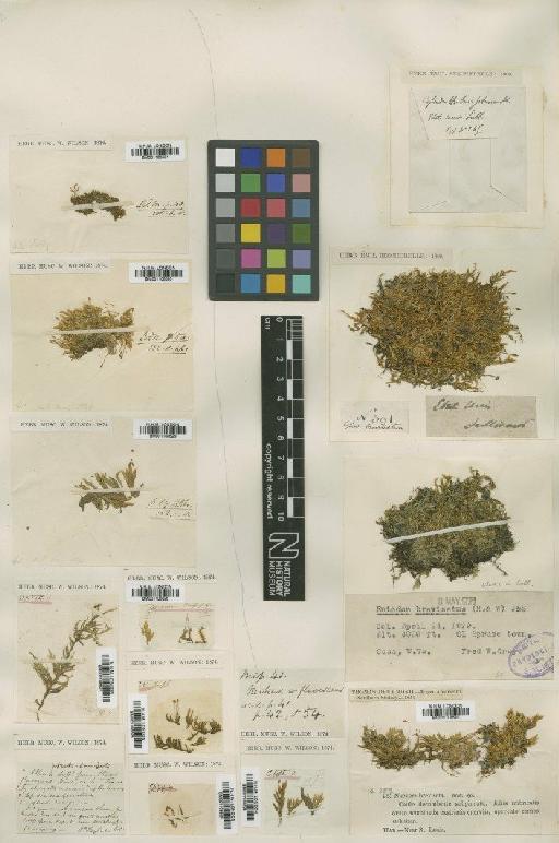 Entodon brevisetus (Hook. & Wilson) Lindb. - BM001108523_a