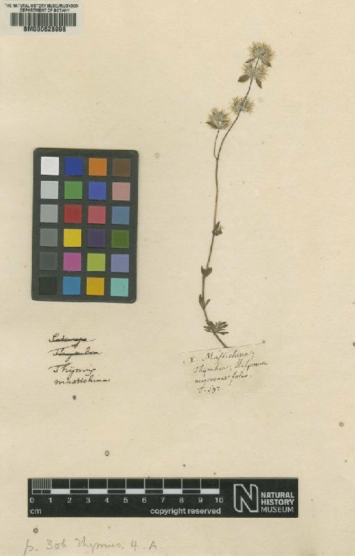 Thymus mastichina (L.) L. - BM000628998
