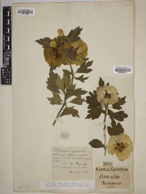 Hibiscus syriacus L. - 000895995
