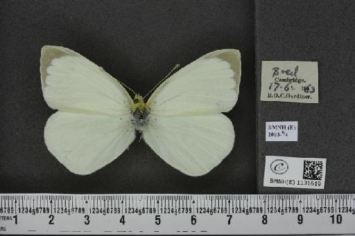 Pieris brassicae (Linnaeus, 1758) - BMNHE_1131619_97130