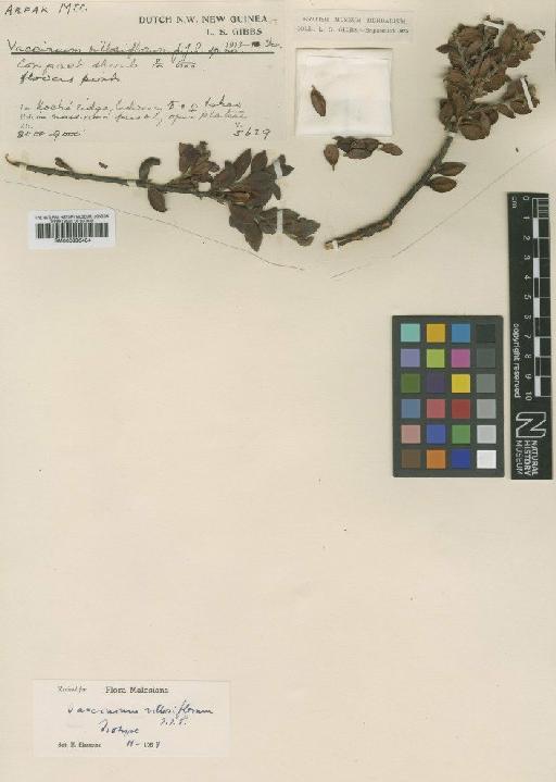 Vaccinium villosiflorum J.J.Sm. - BM000996484