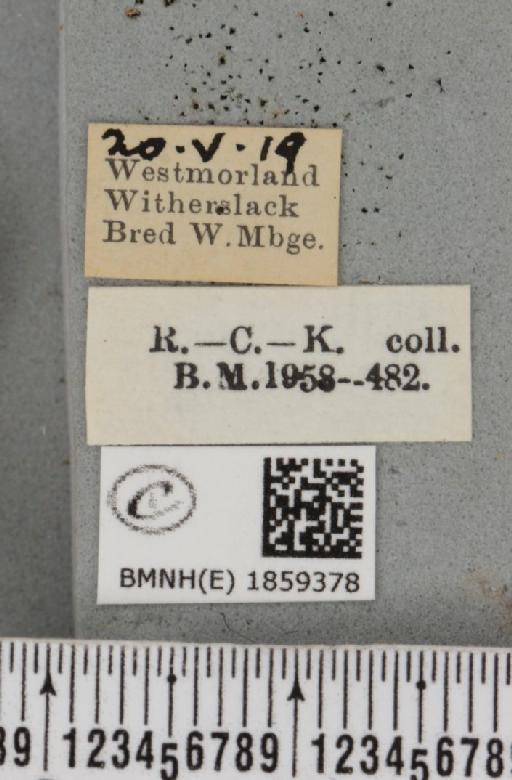 Pseudopanthera macularia ab. parvipunctaria Cockayne, 1950 - BMNHE_1859378_label_429734