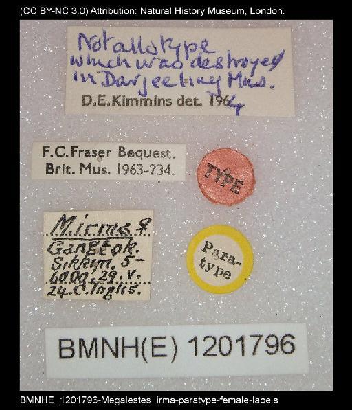 Megalestes irma Fraser, 1926 - BMNHE_1201796-Megalestes_irma-paratype-female-labels