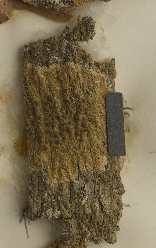 Lecidea thaleriza Stirt. - BM001106211_a