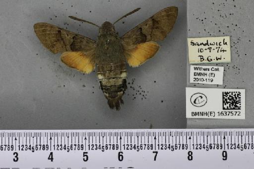 Macroglossum stellatarum (Linnaeus, 1758) - BMNHE_1637572_206257