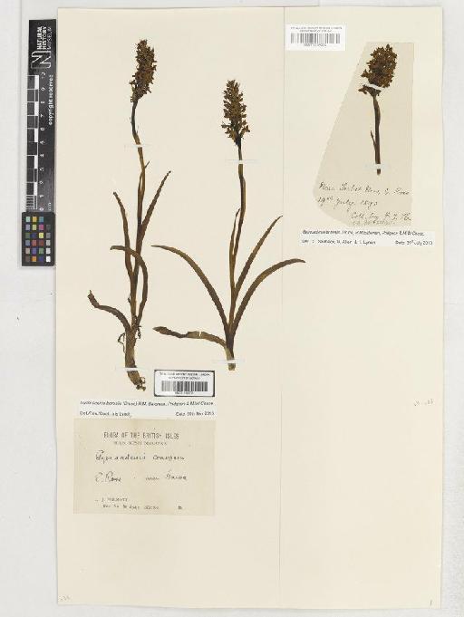 Gymnadenia borealis (Druce) R.M.Bateman, Pridgeon & M.W.Chase - BM001186009