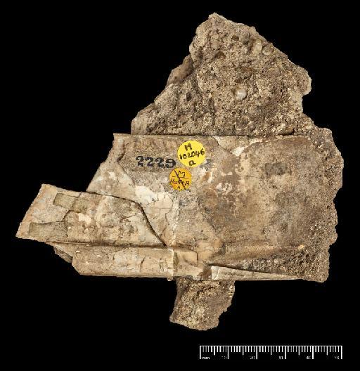 Toxodon platensis Owen, 1837 - NHMUK PV M 102046a_1